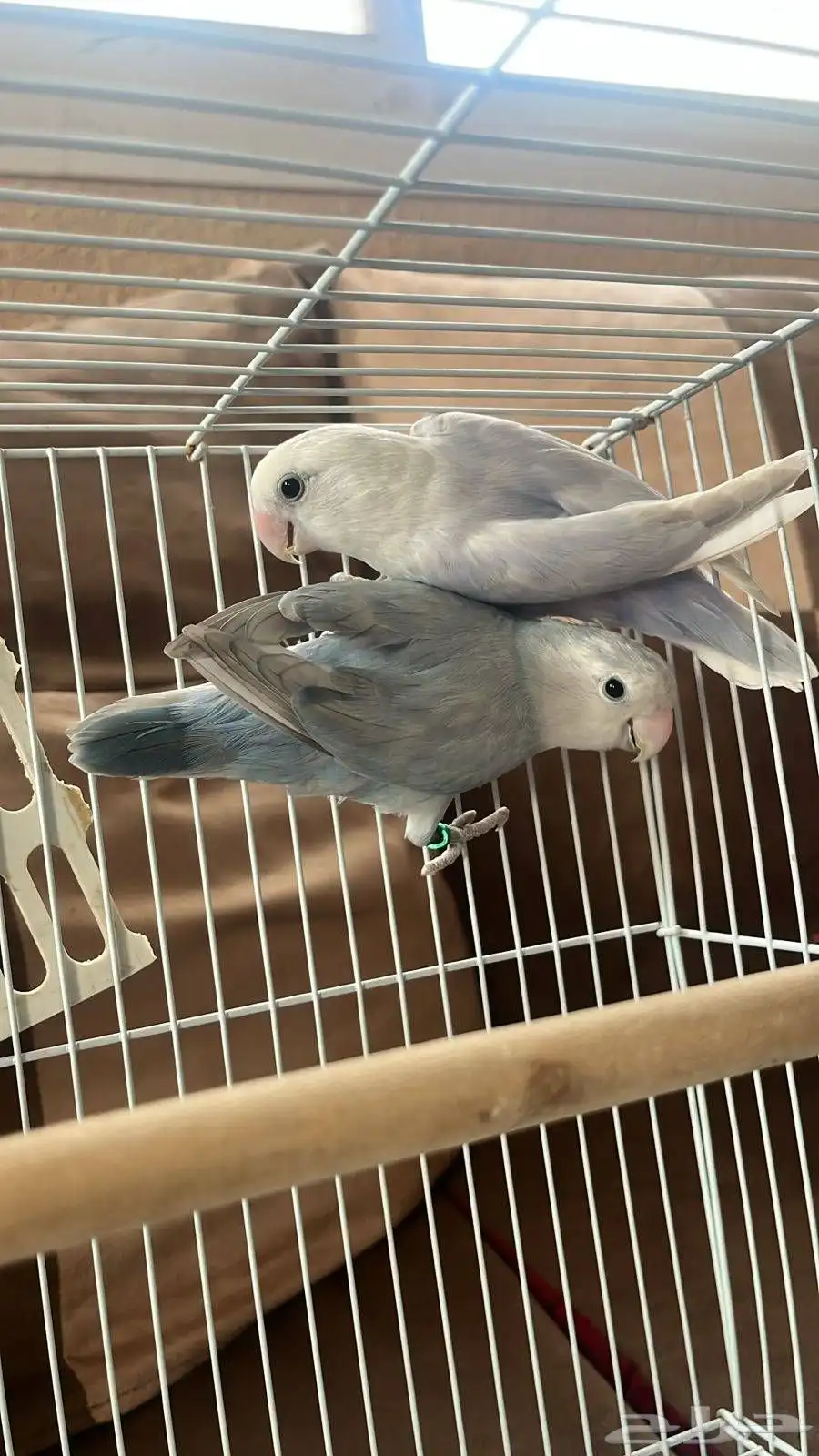 جوز روز منتج 0