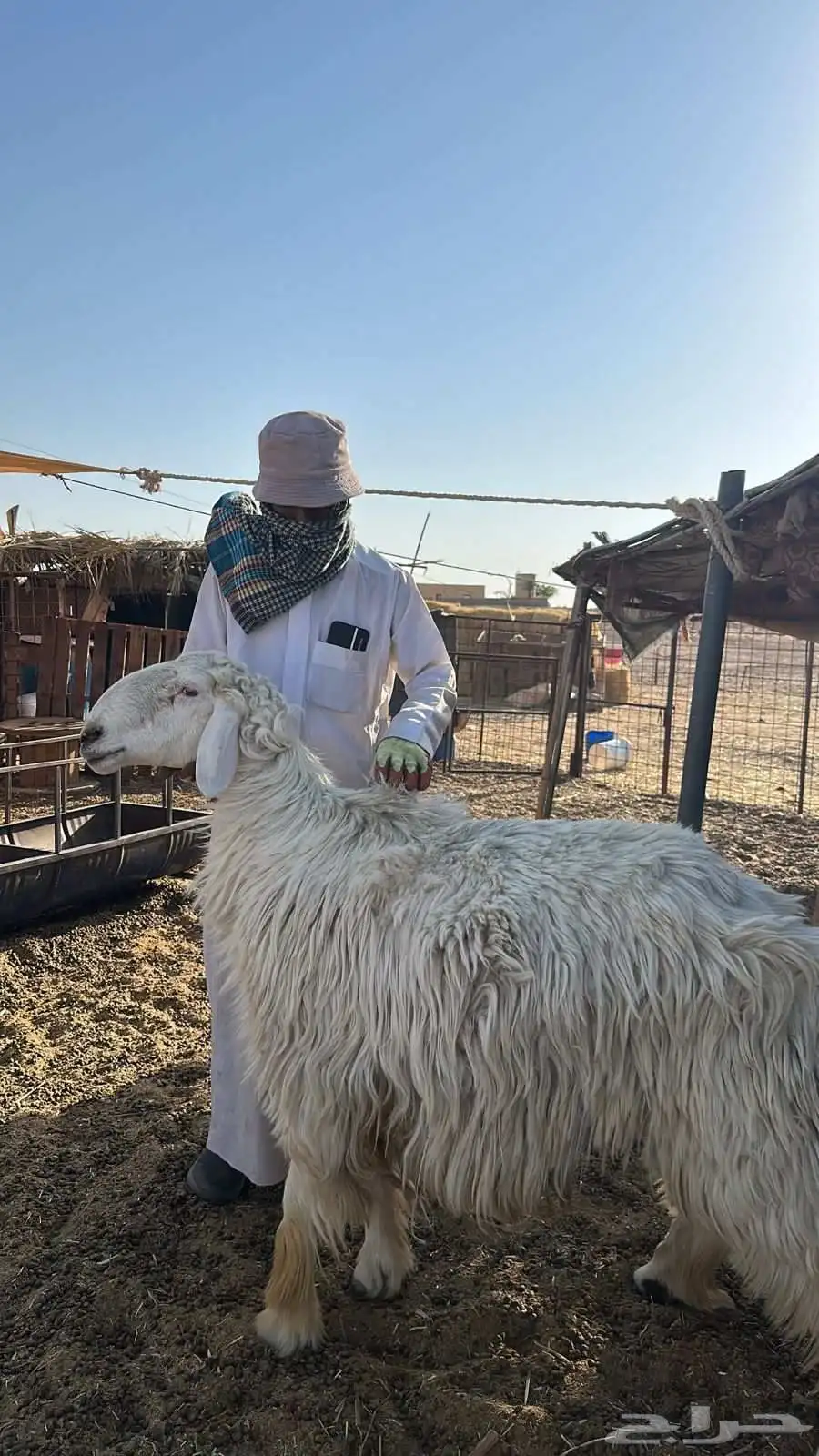 الخروف حري ثني طيب جبار وطول شرط القريع 1
