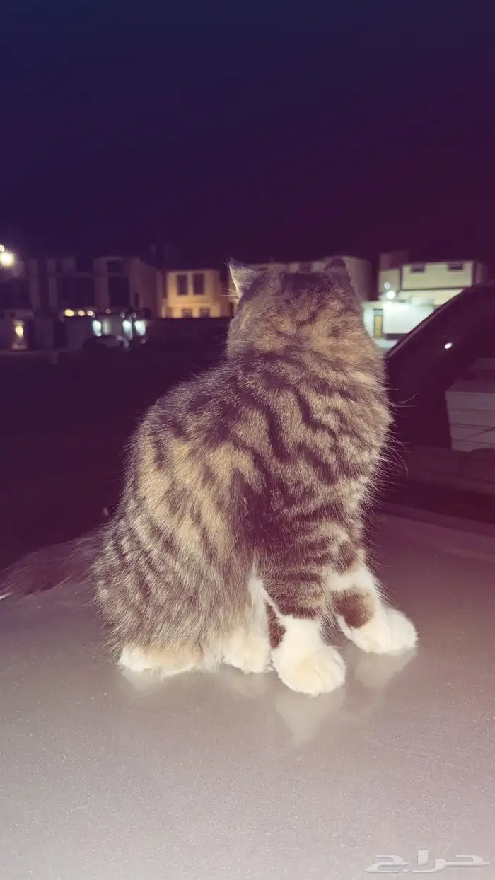 قطط للبيع على السوم 5