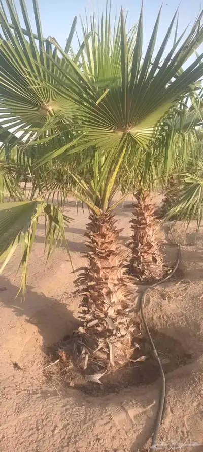 يوجد لدينا جميع انواع انخيل 6