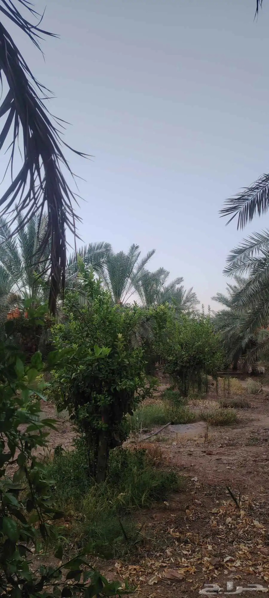 أشجار حمضيات 0