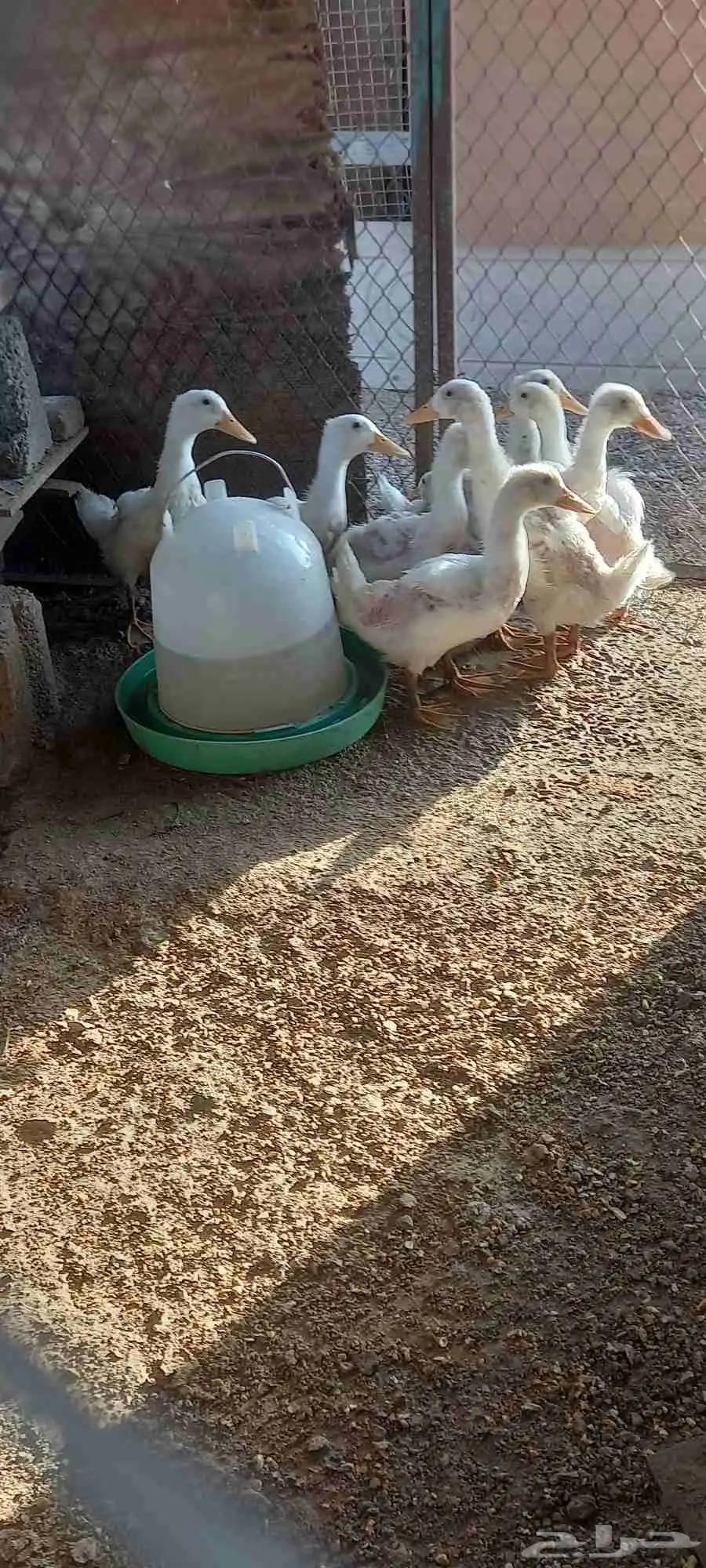 بط بكيني 9حبات الحرزات 0