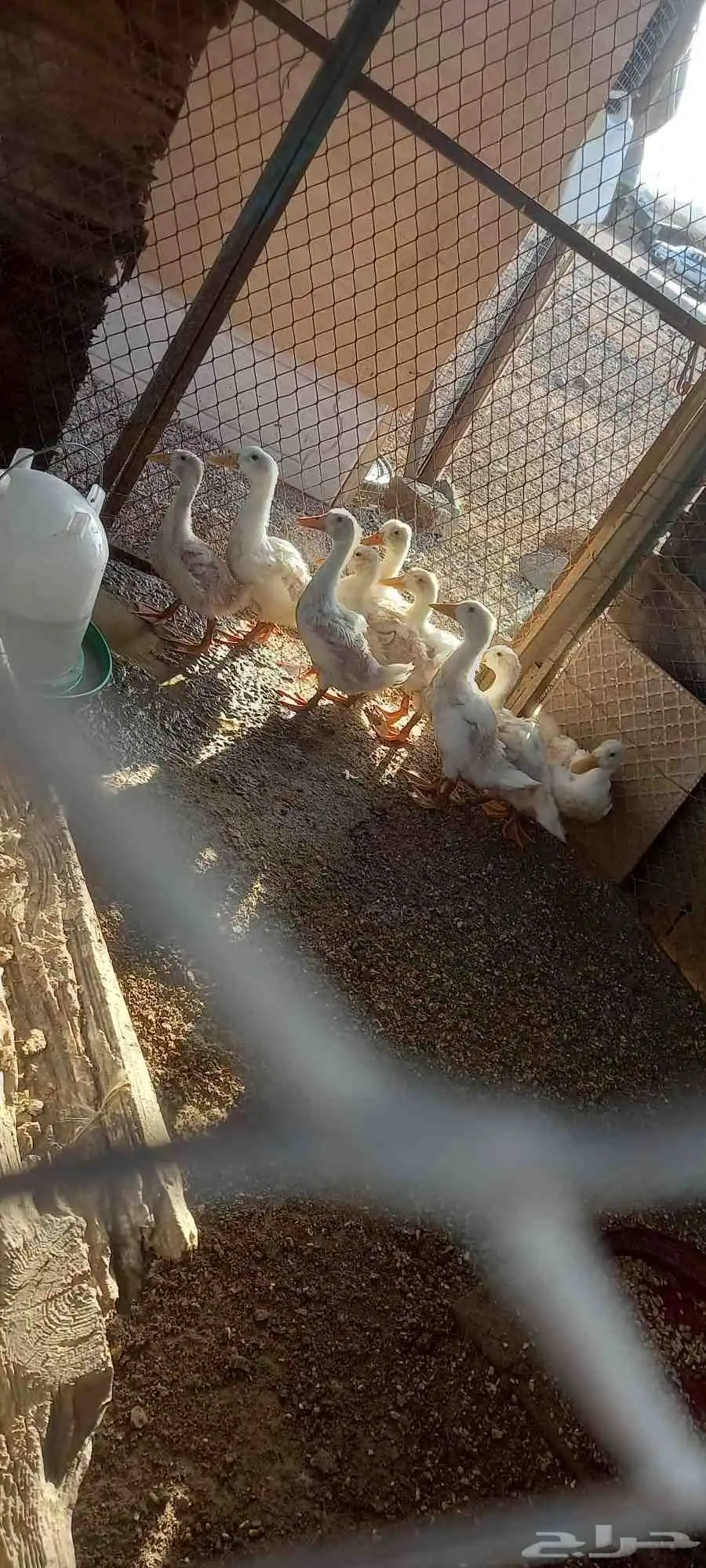 بط بكيني 9حبات الحرزات 2