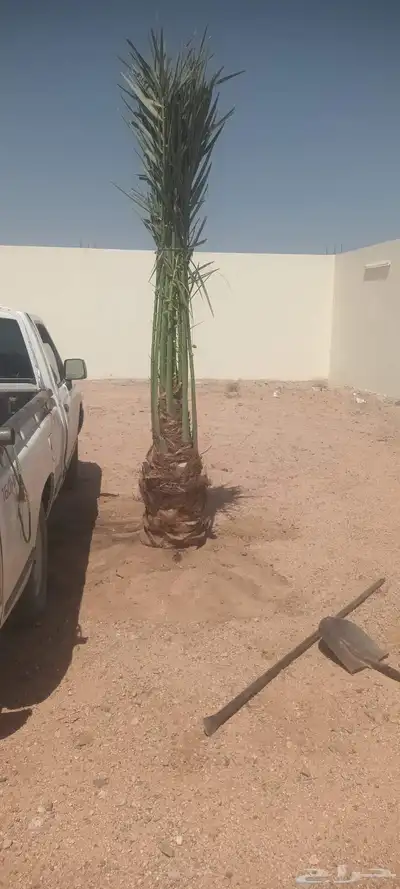يوجد لدينا جميع انواع انخيل 5