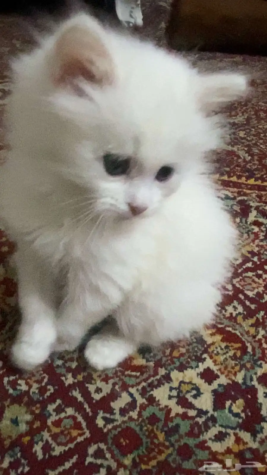 للبيع قط شيرازي ابيض 2