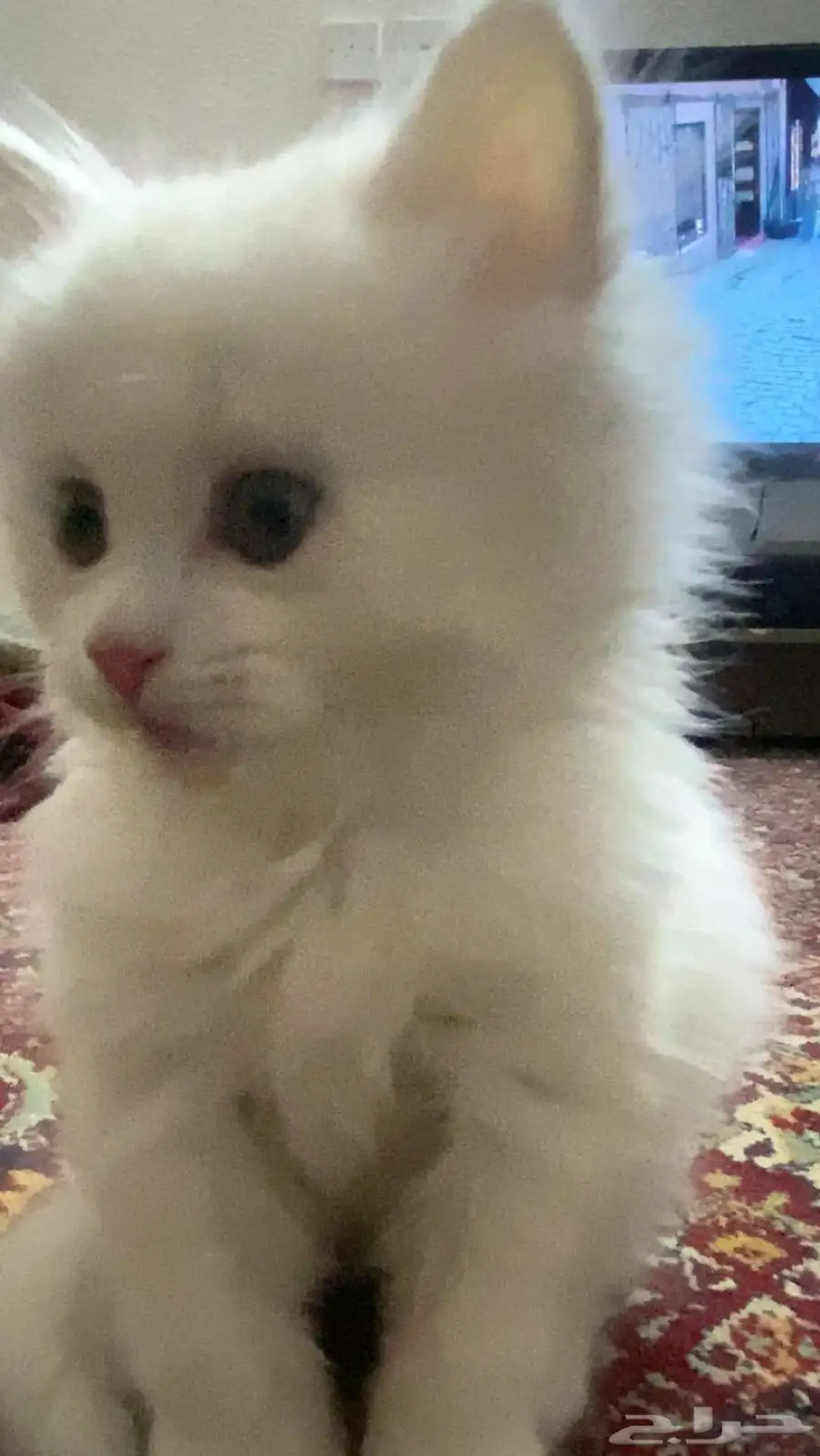 للبيع قط شيرازي ابيض 4