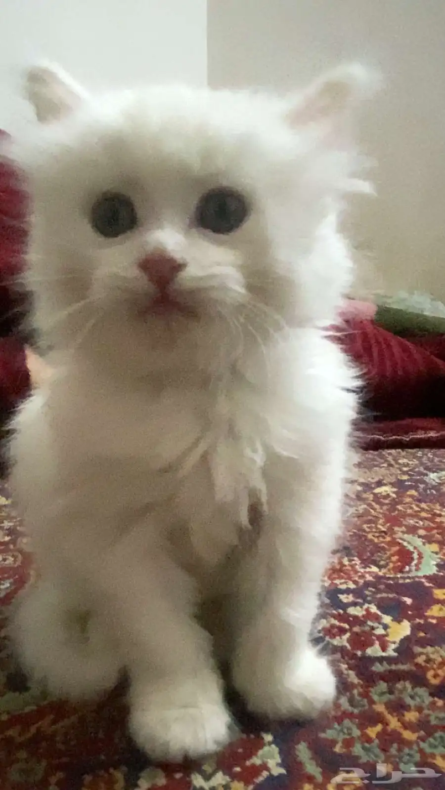 للبيع قط شيرازي ابيض 3