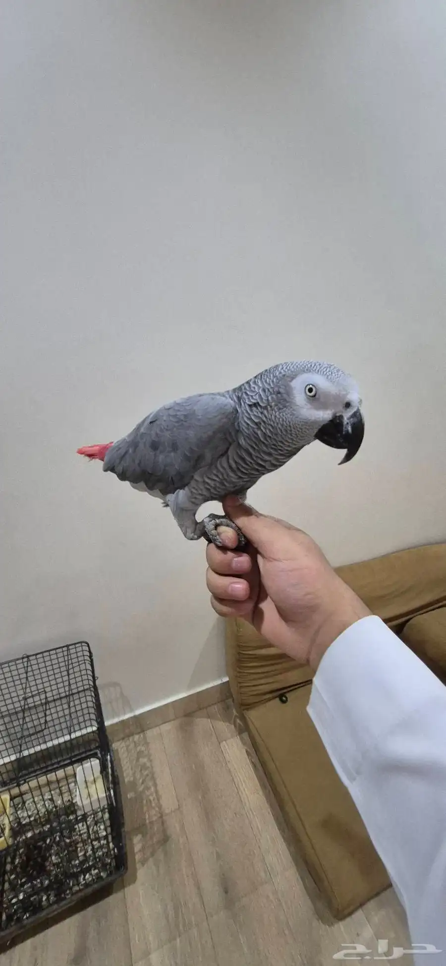 كاسكو متكلم اليف ونشبه 5