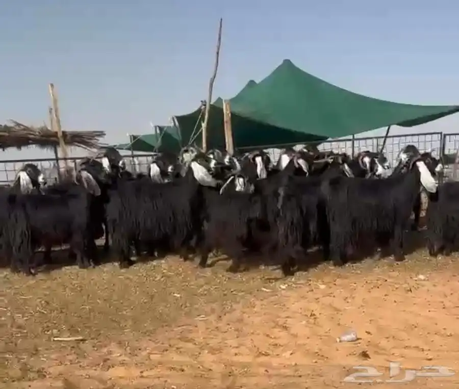 معزا عوارض فاخره 0