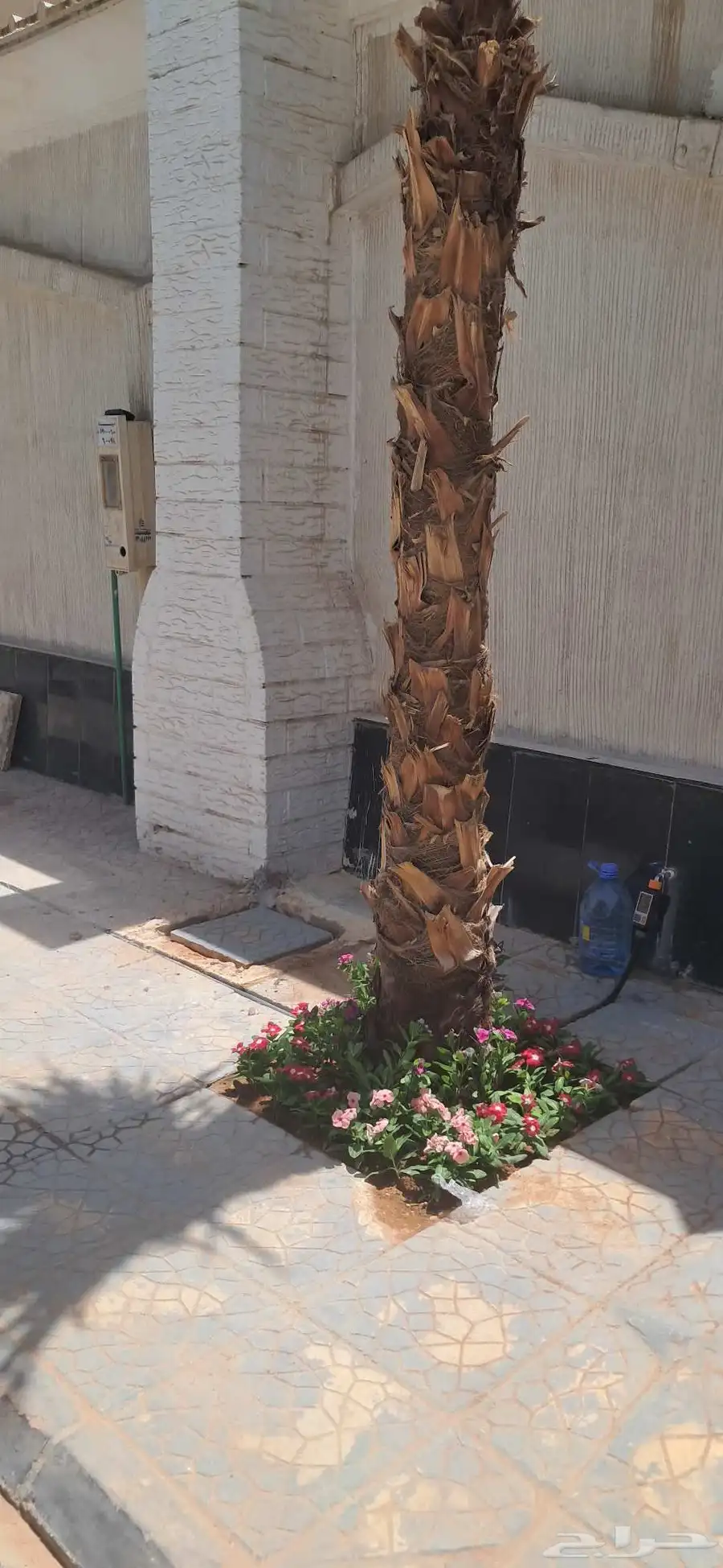 مشتل المطيري للزراعة وتنسيق الحدائق 4