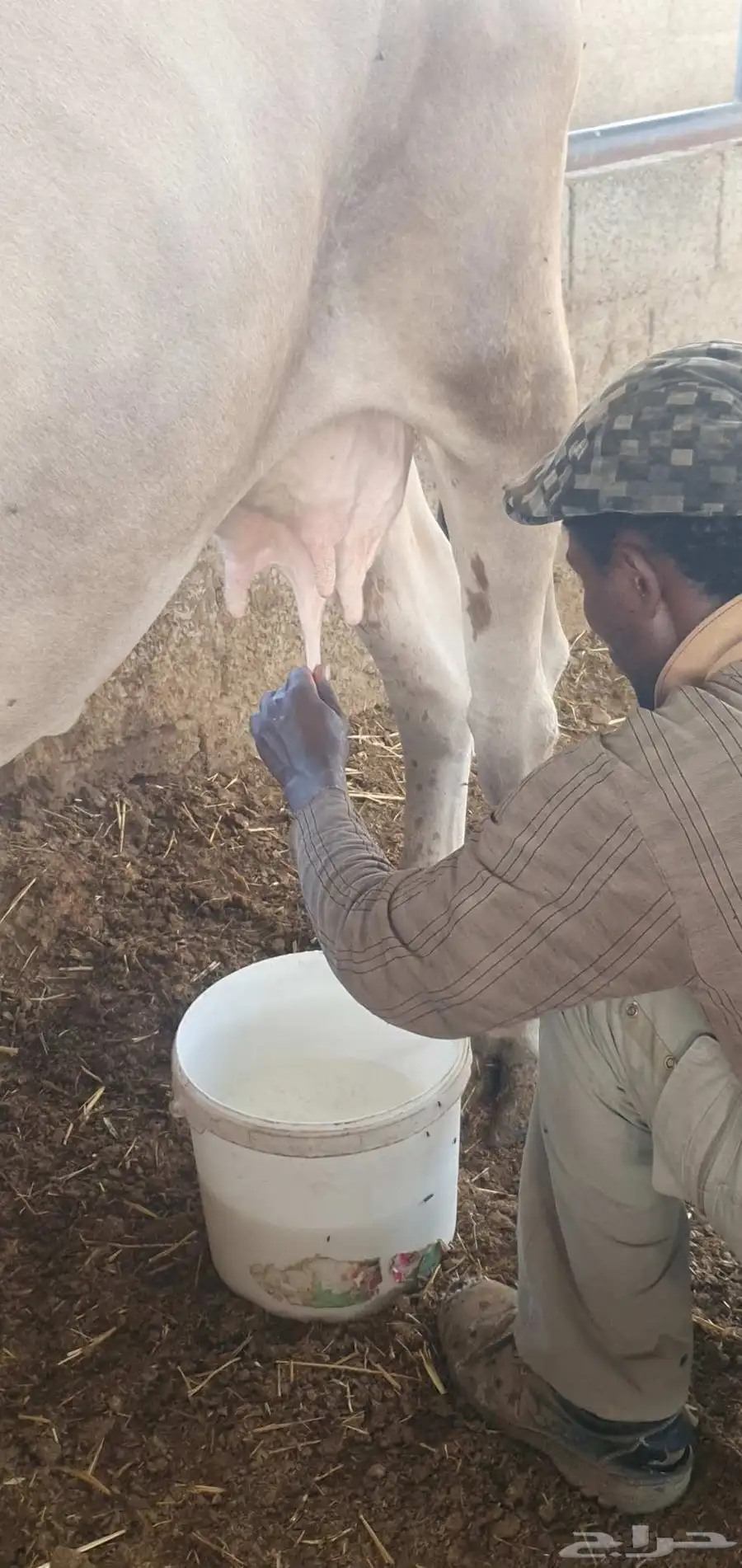بقره المانيه منيحت بيت بقر 12