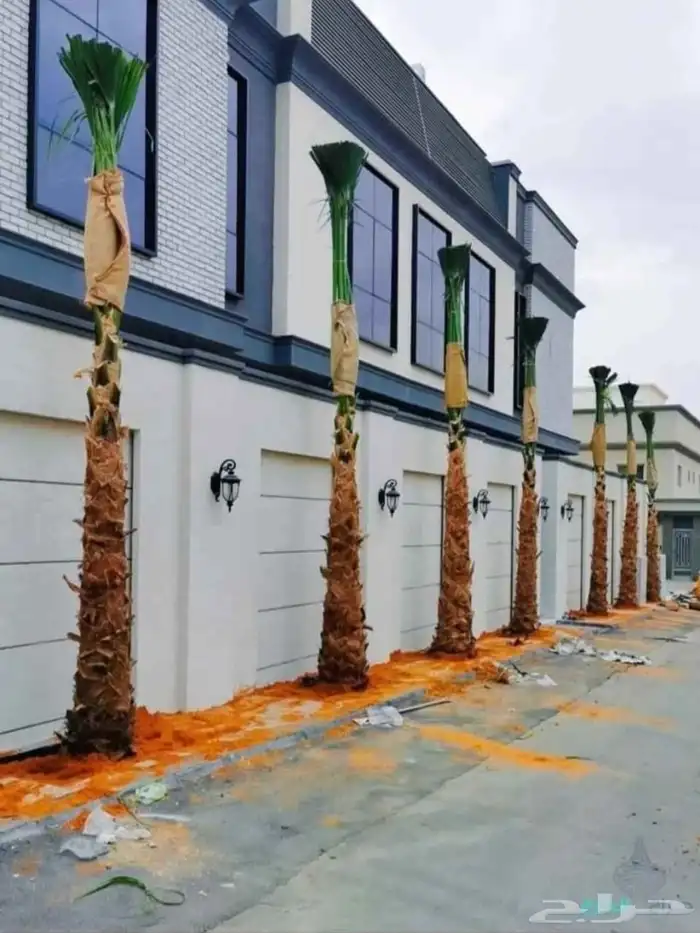 نخل واشنطني 7