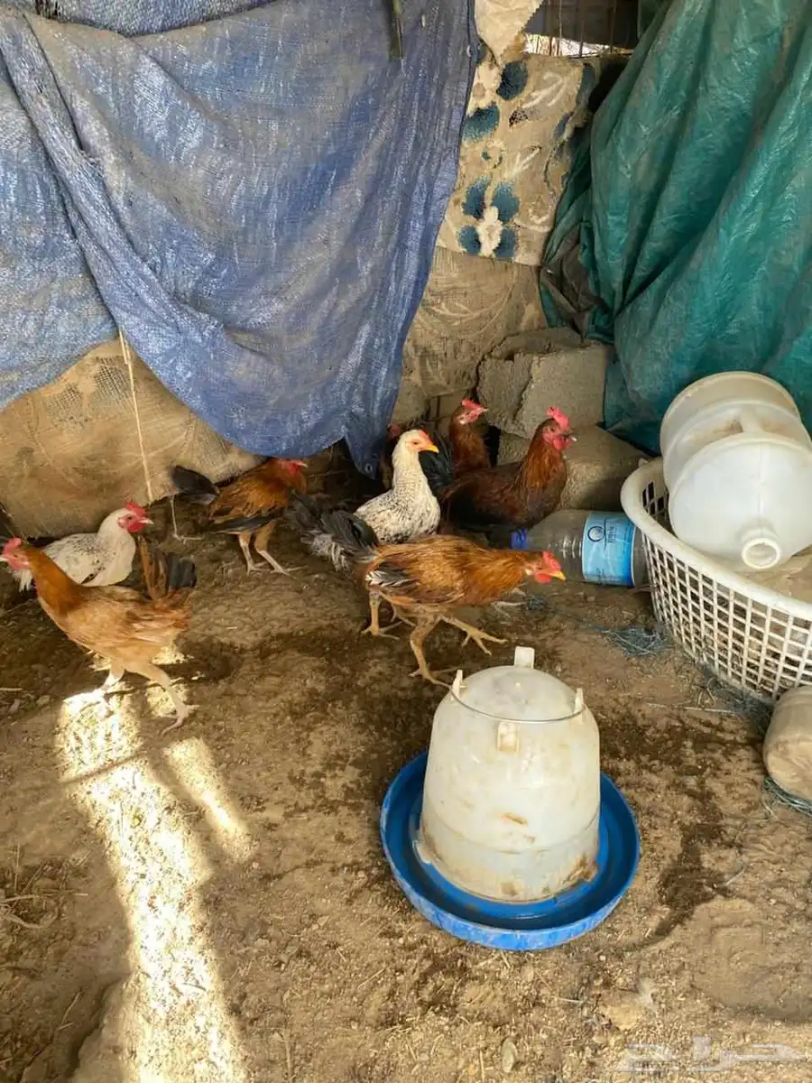 للبيع ديوك أعمارها من ثلاثه إلي اربعه اشهر 1