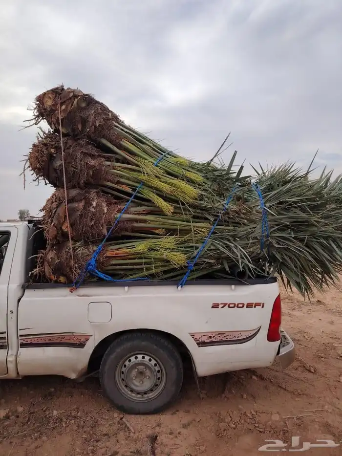 الشرقيه الدمام حفرالباطن جميع مناطق المملكة 5