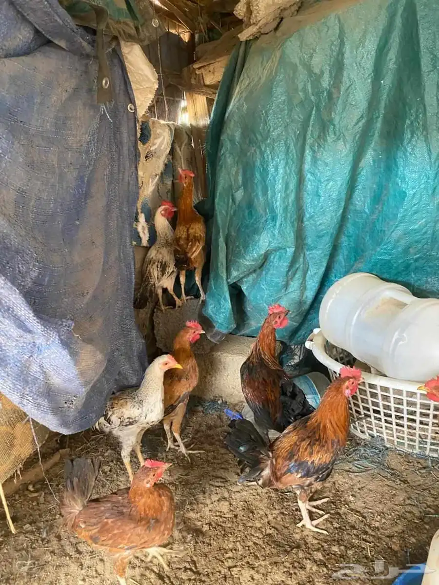 للبيع ديوك أعمارها من ثلاثه إلي اربعه اشهر 2