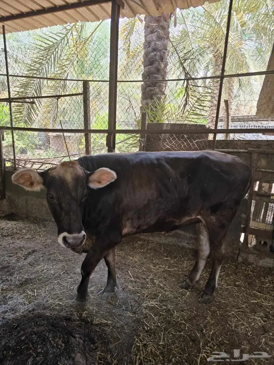 بقرة 2