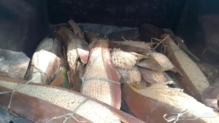 بودره لقاح نخيل 1