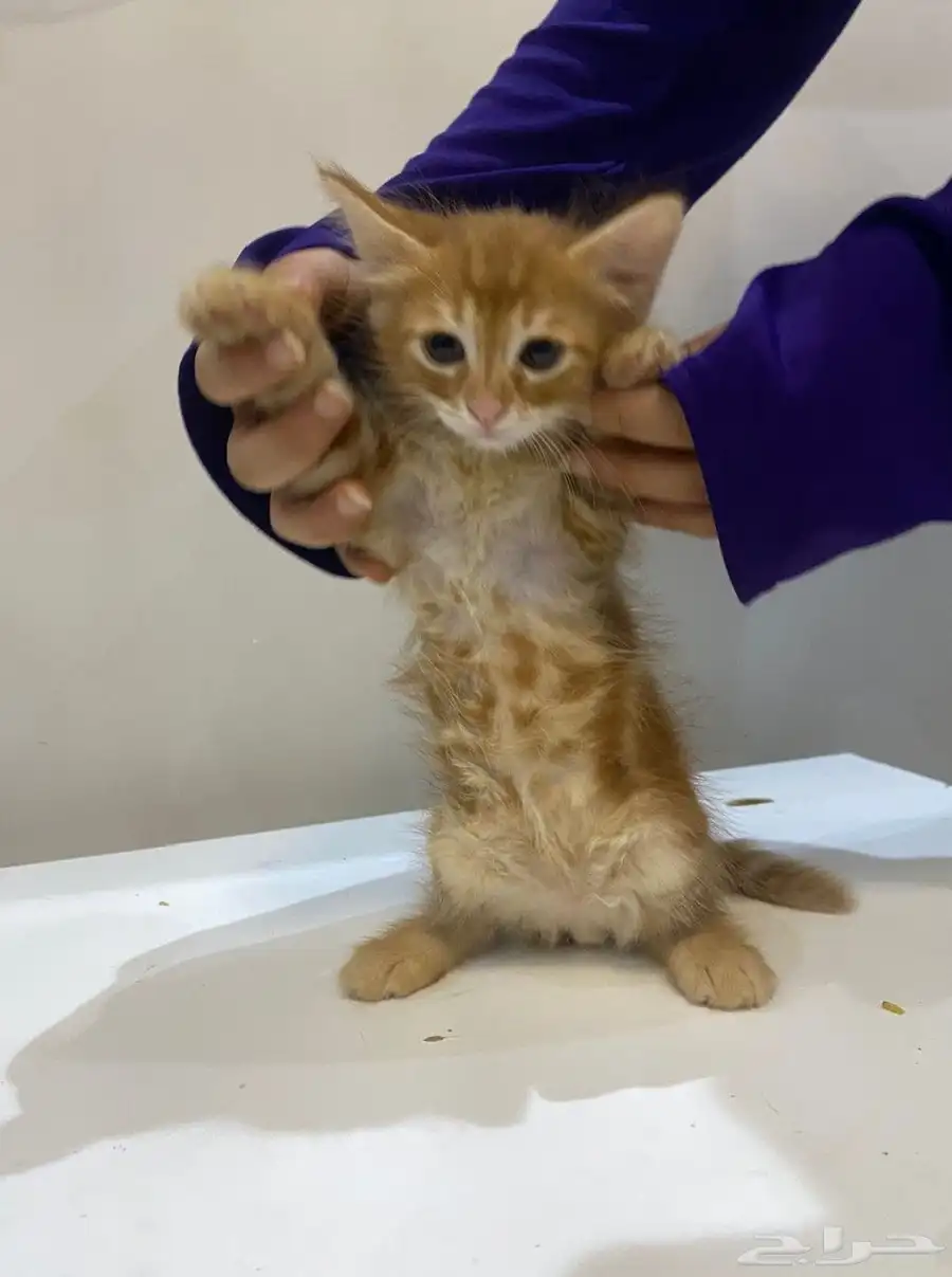 قطط للتبني 2