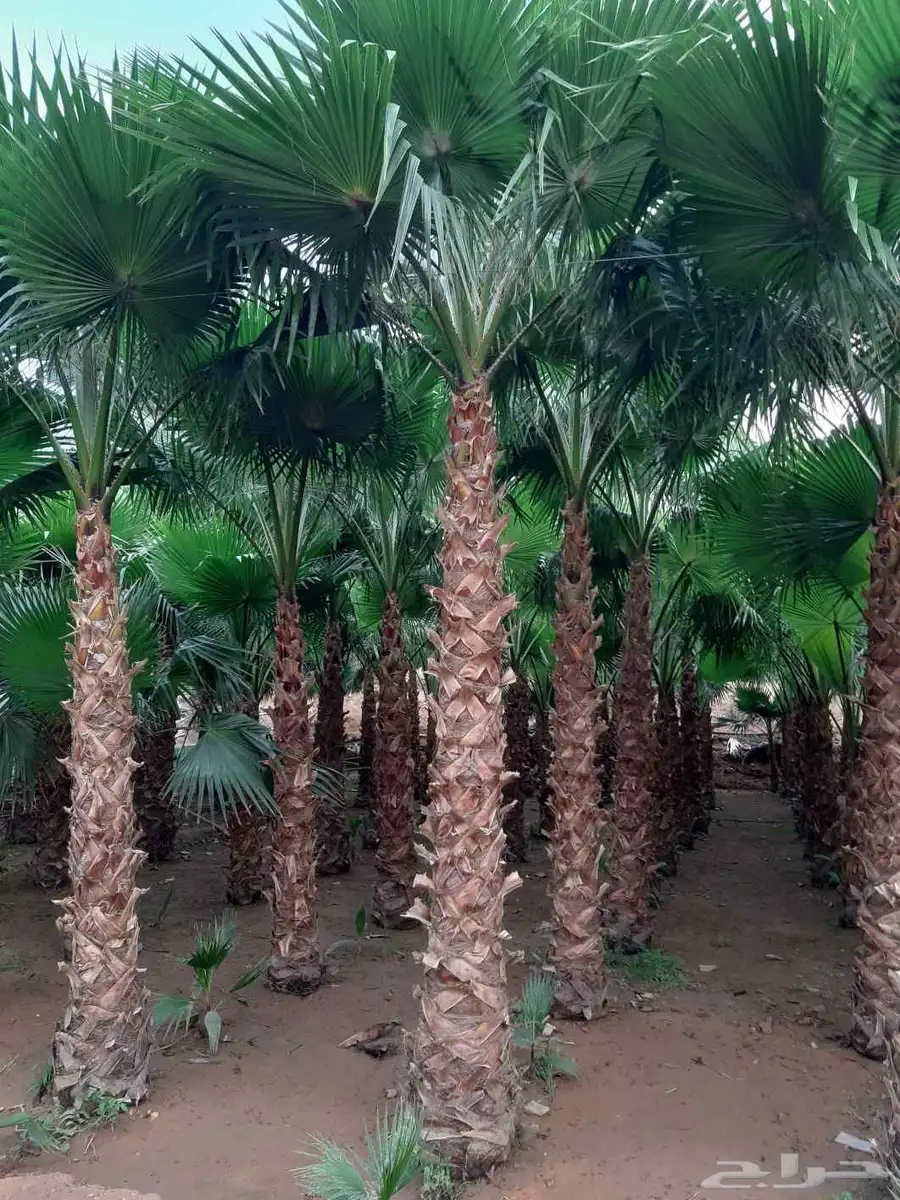 نخل واسنطني البيع 9
