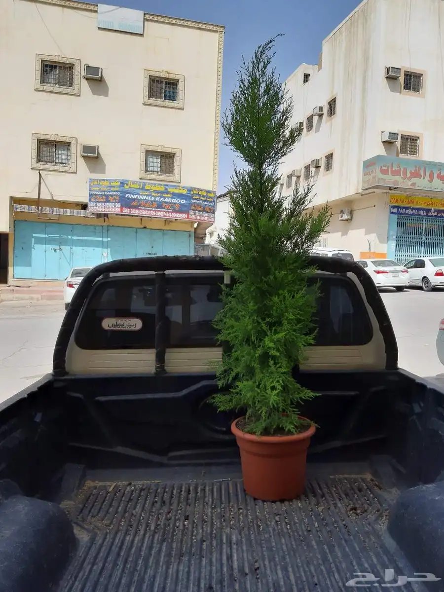 نخل واسنطني البيع 8