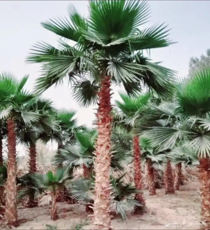 نخل واشنطني واشنطونيا 0