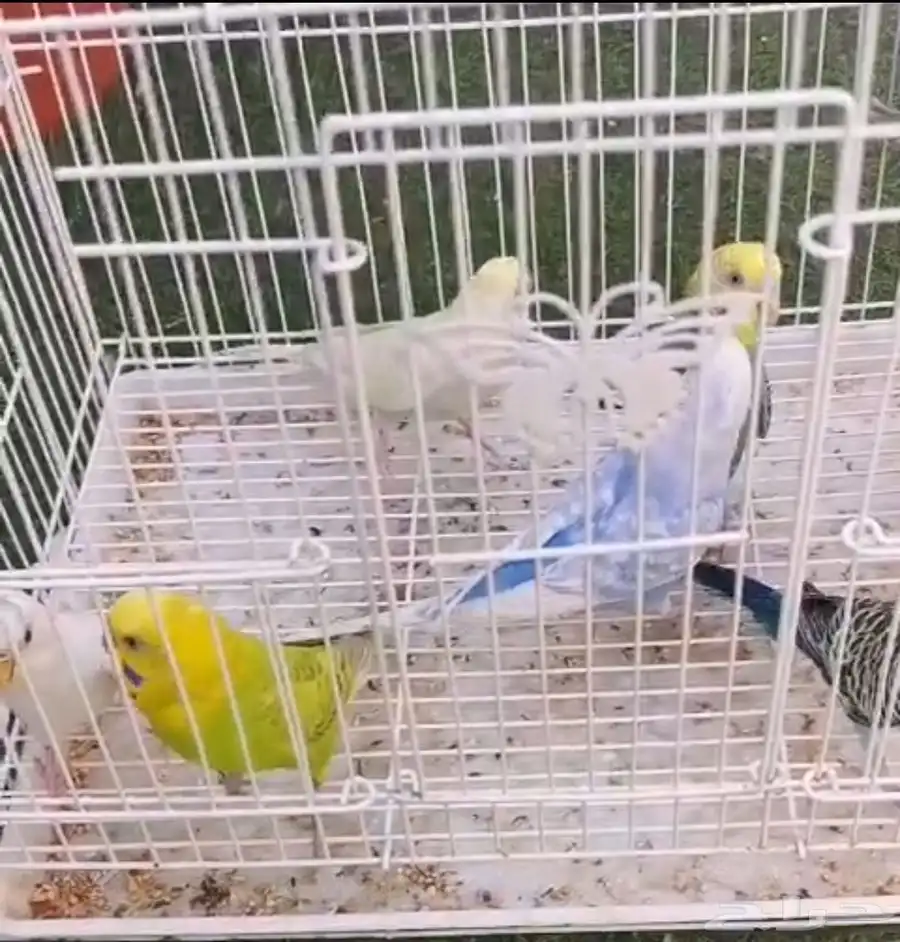 4 ازواج بادجي 1