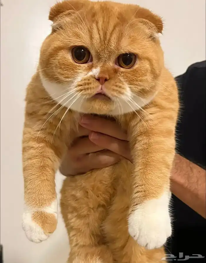 ذكر سكوتش فولد رد 0