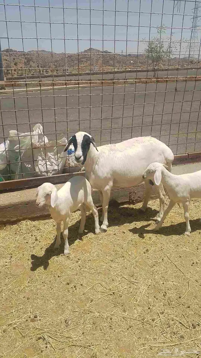 نعجه بربري تهجين حري 9