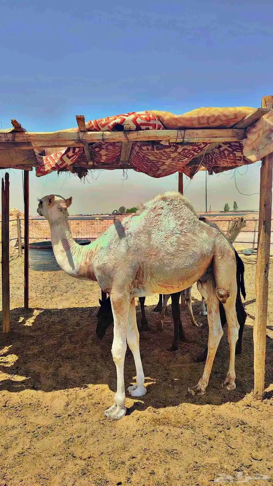 للبيع قعدان مفاريد الخرج 0