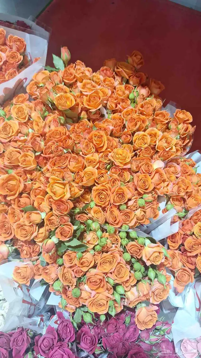 ورد جوري حبه 3ونص بيبي روز حبه 6سته ونص 1