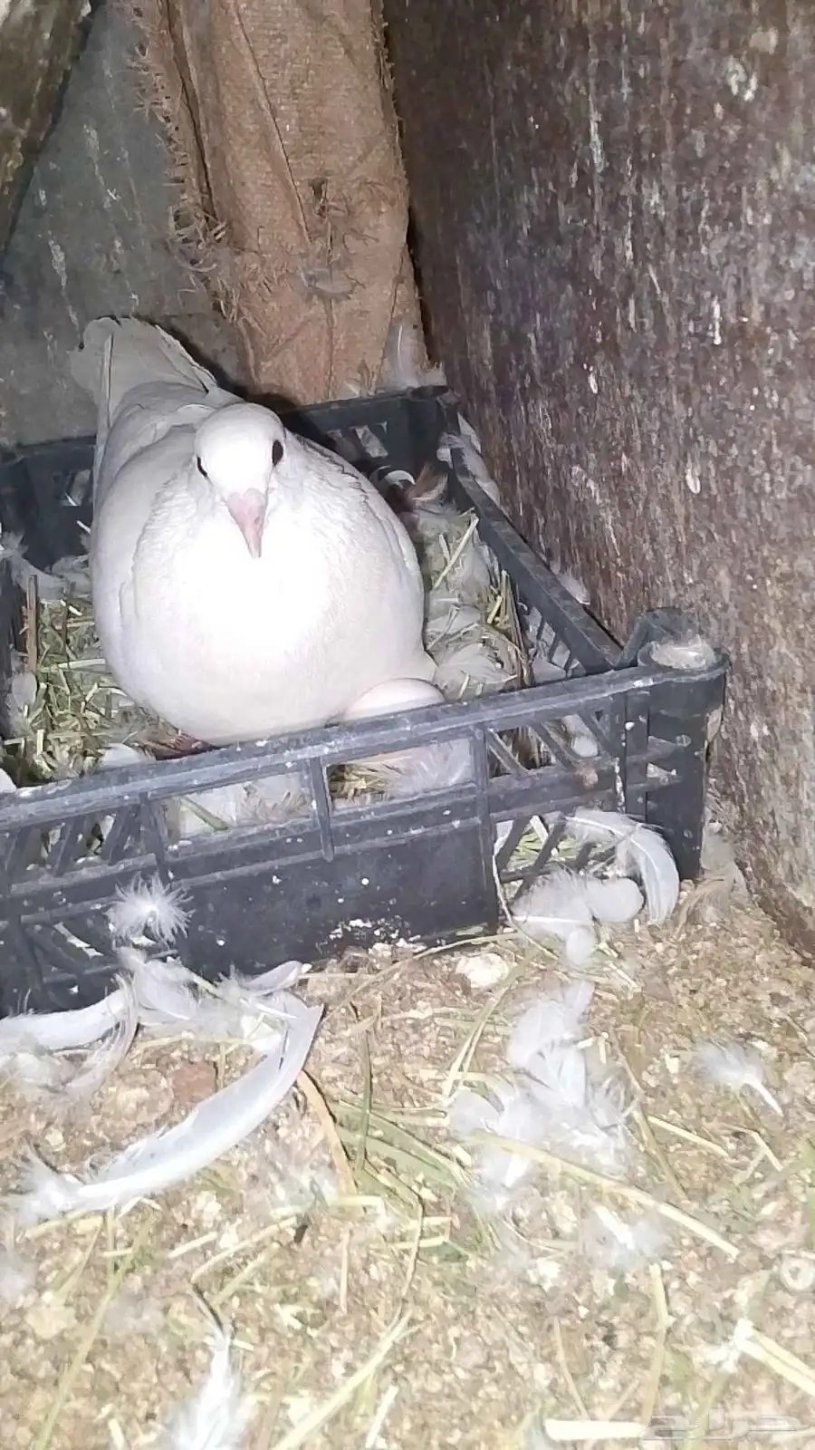 للبيع حمام فرنسي لاحم حجم توب 0