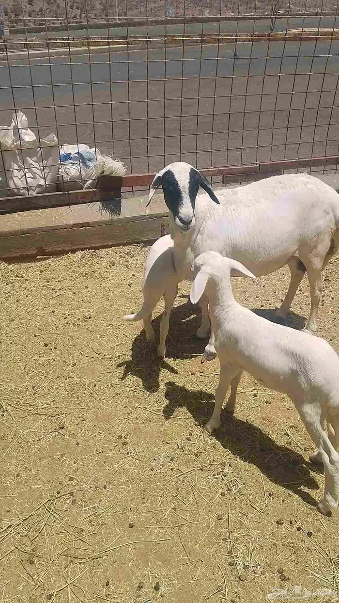نعجه بربري تهجين حري 3