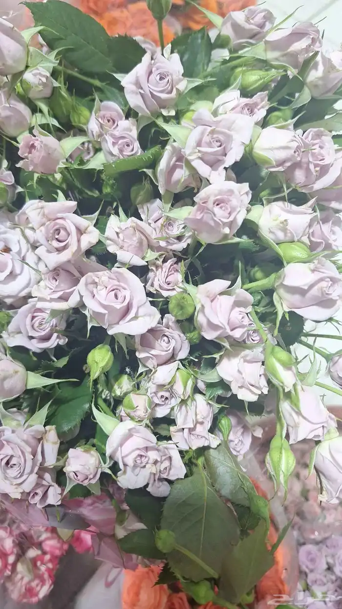 ورد جوري حبه 3ونص بيبي روز حبه 6سته ونص 0