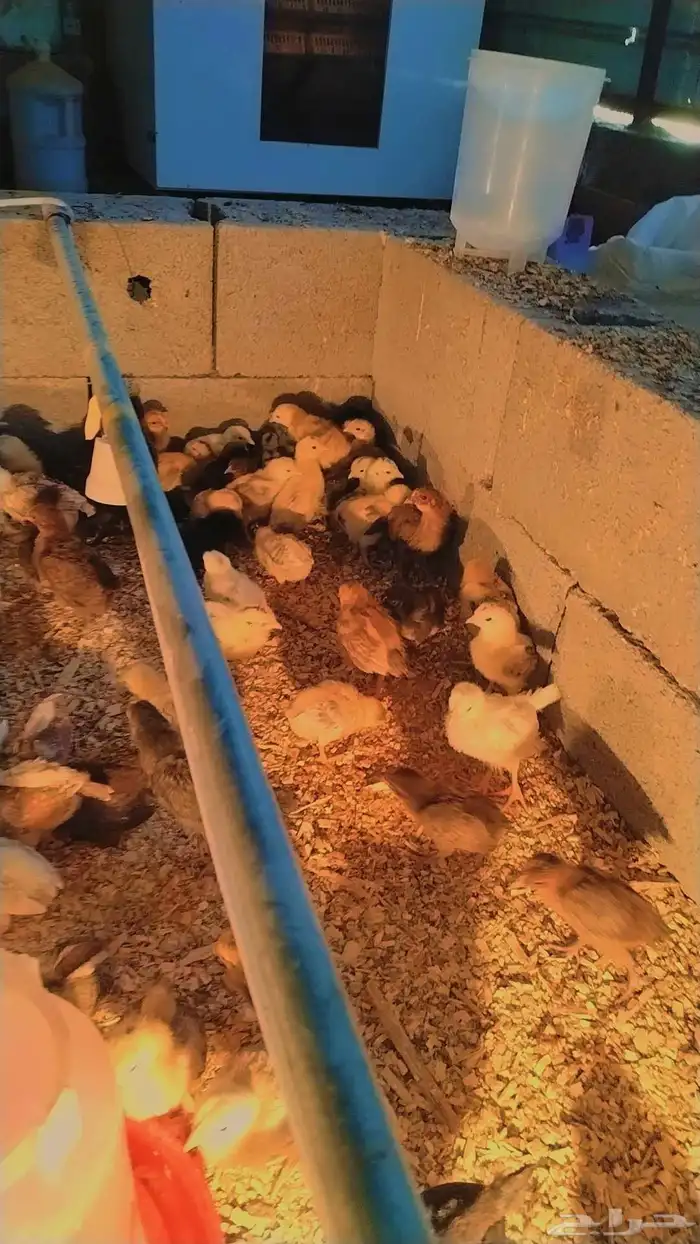 صوص بلدي و فرسني 4