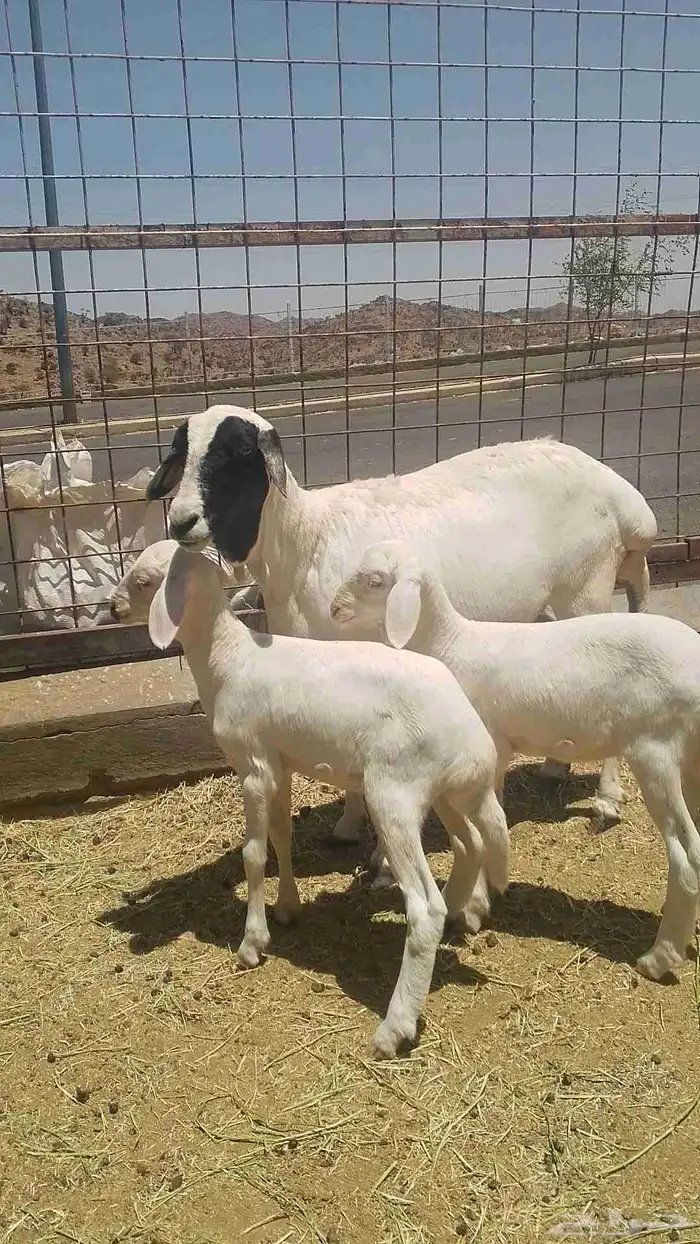 نعجه بربري تهجين حري 1