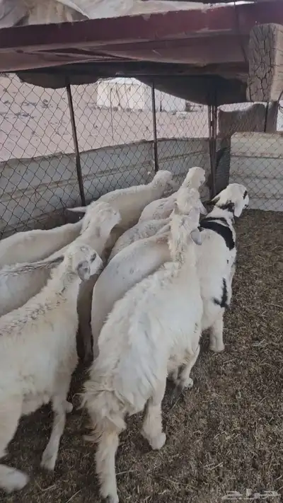 خرفان البيع تم البيع 3