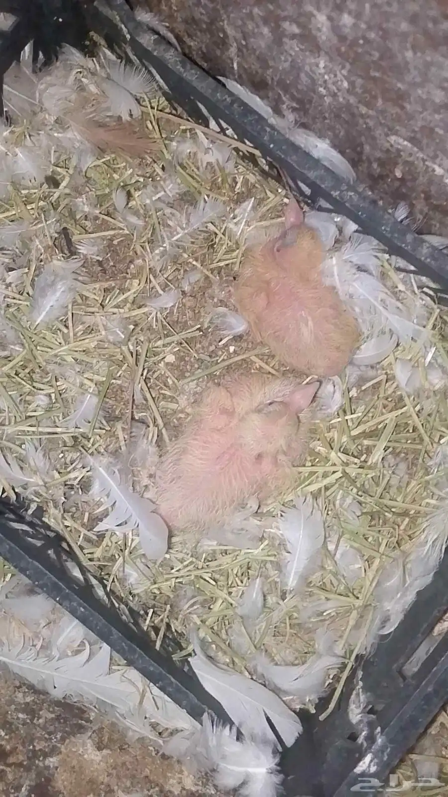 للبيع حمام فرنسي لاحم حجم توب 5