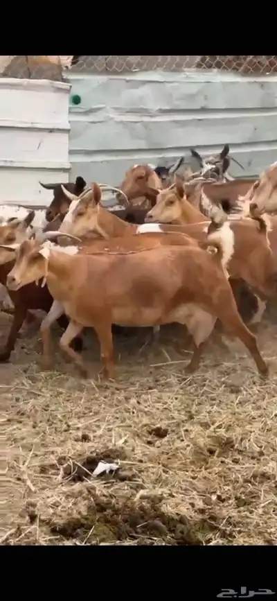 معزا للبيع 0