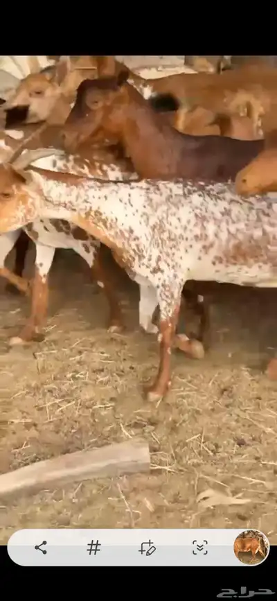 معزا للبيع 3