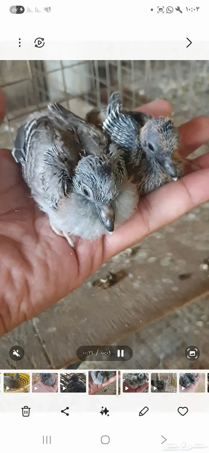 طبات خلخليت غر 0