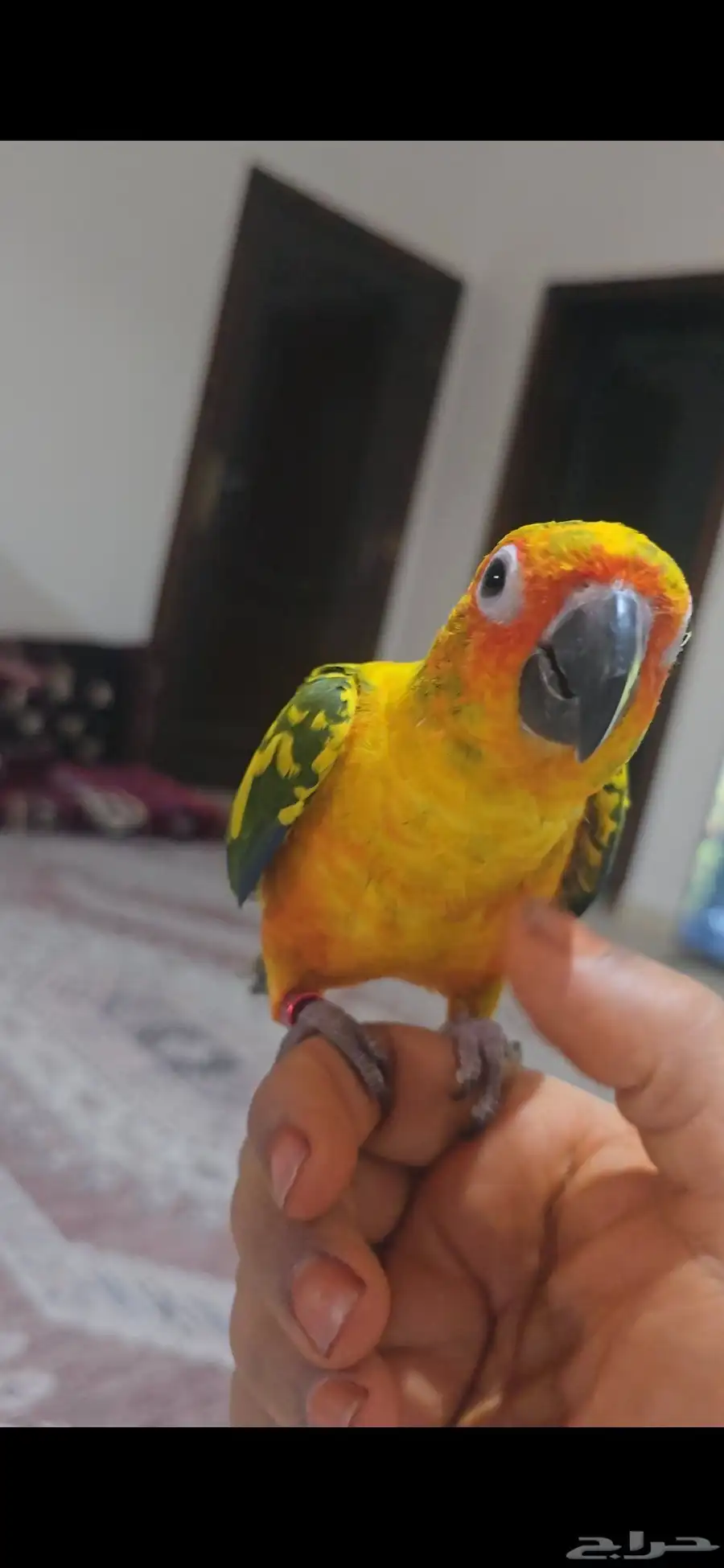 فرخ صن كنيور 0