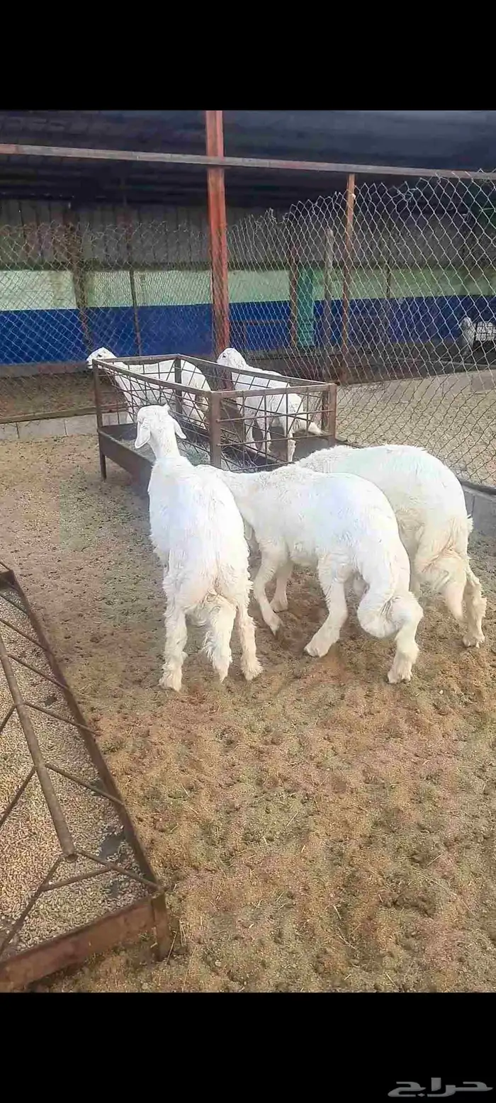 خرفان نظاف وسمان وشعره 5
