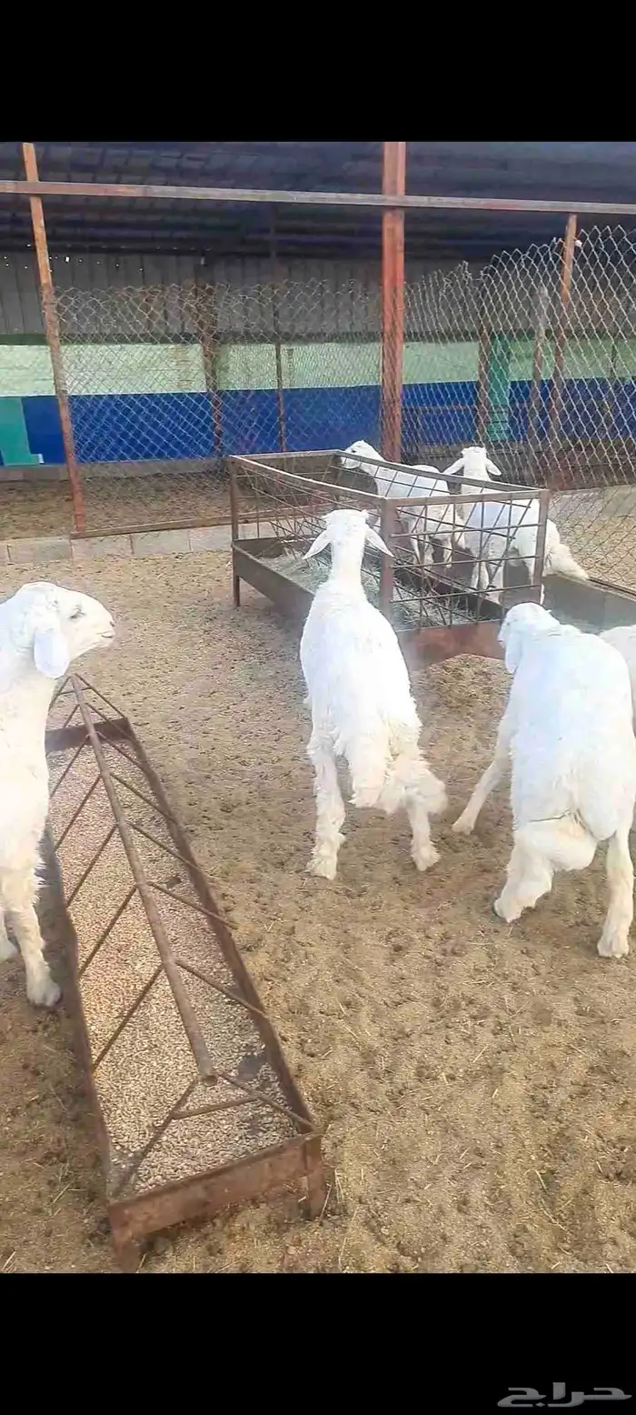 خرفان نظاف وسمان وشعره 0