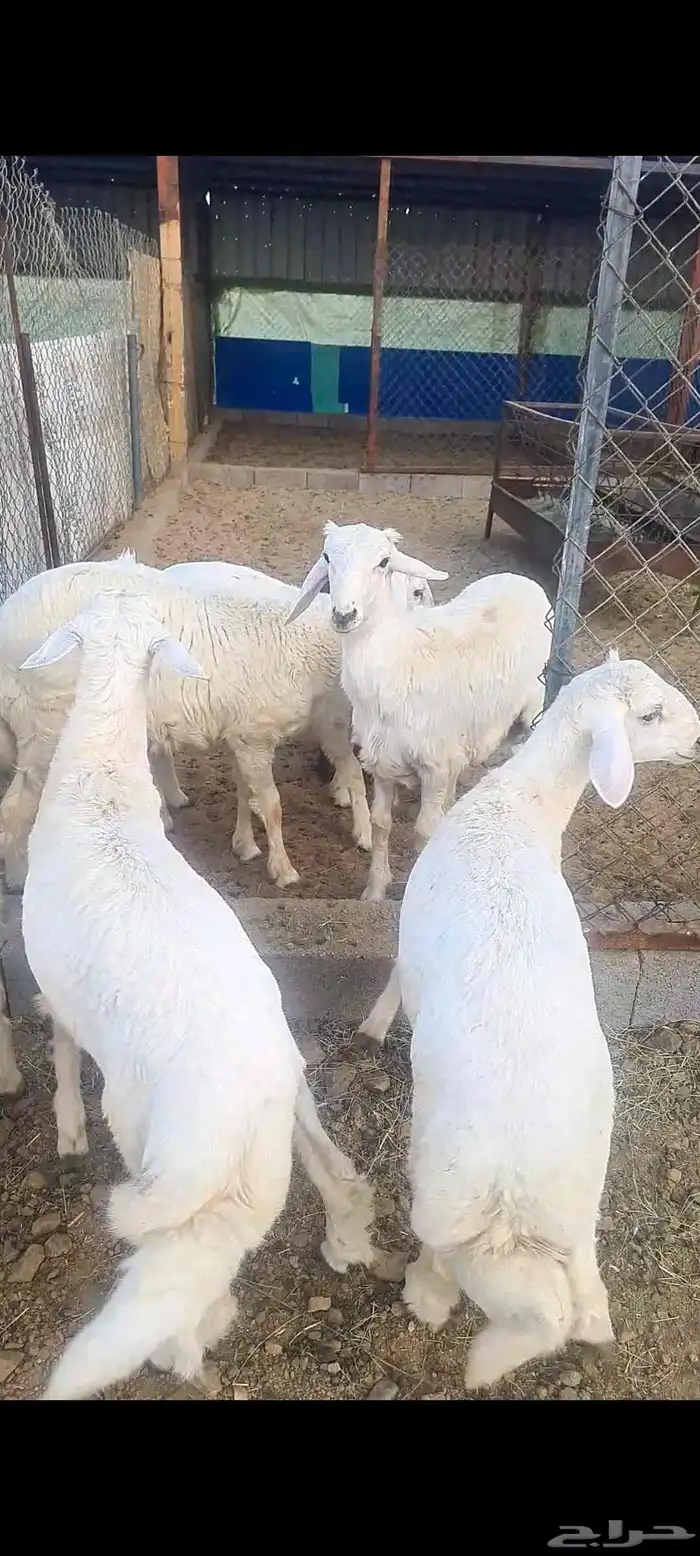 خرفان نظاف وسمان وشعره 8