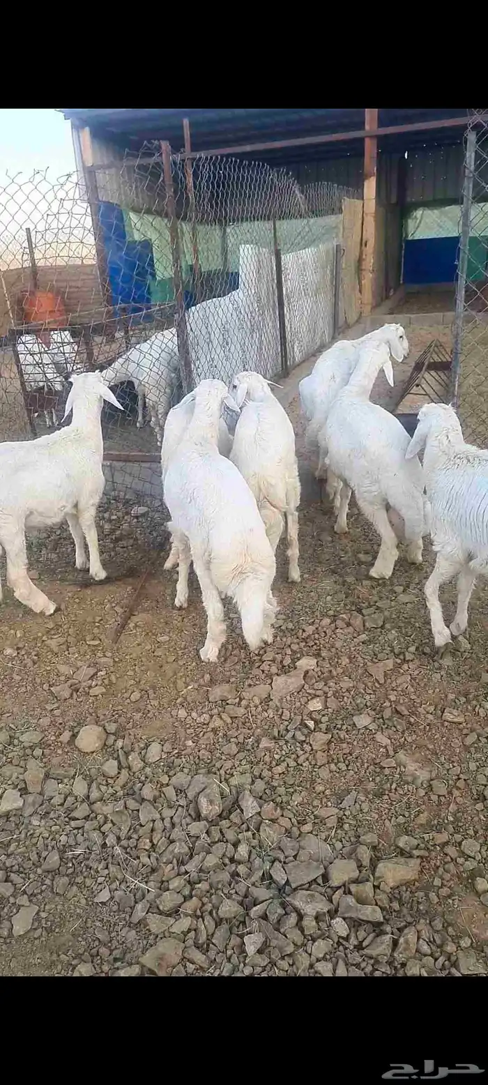 خرفان نظاف وسمان وشعره 7