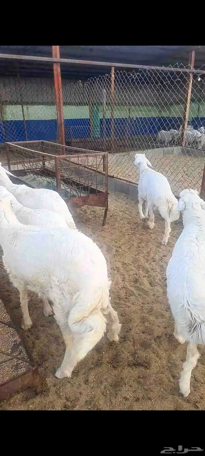 خرفان نظاف وسمان وشعره 3
