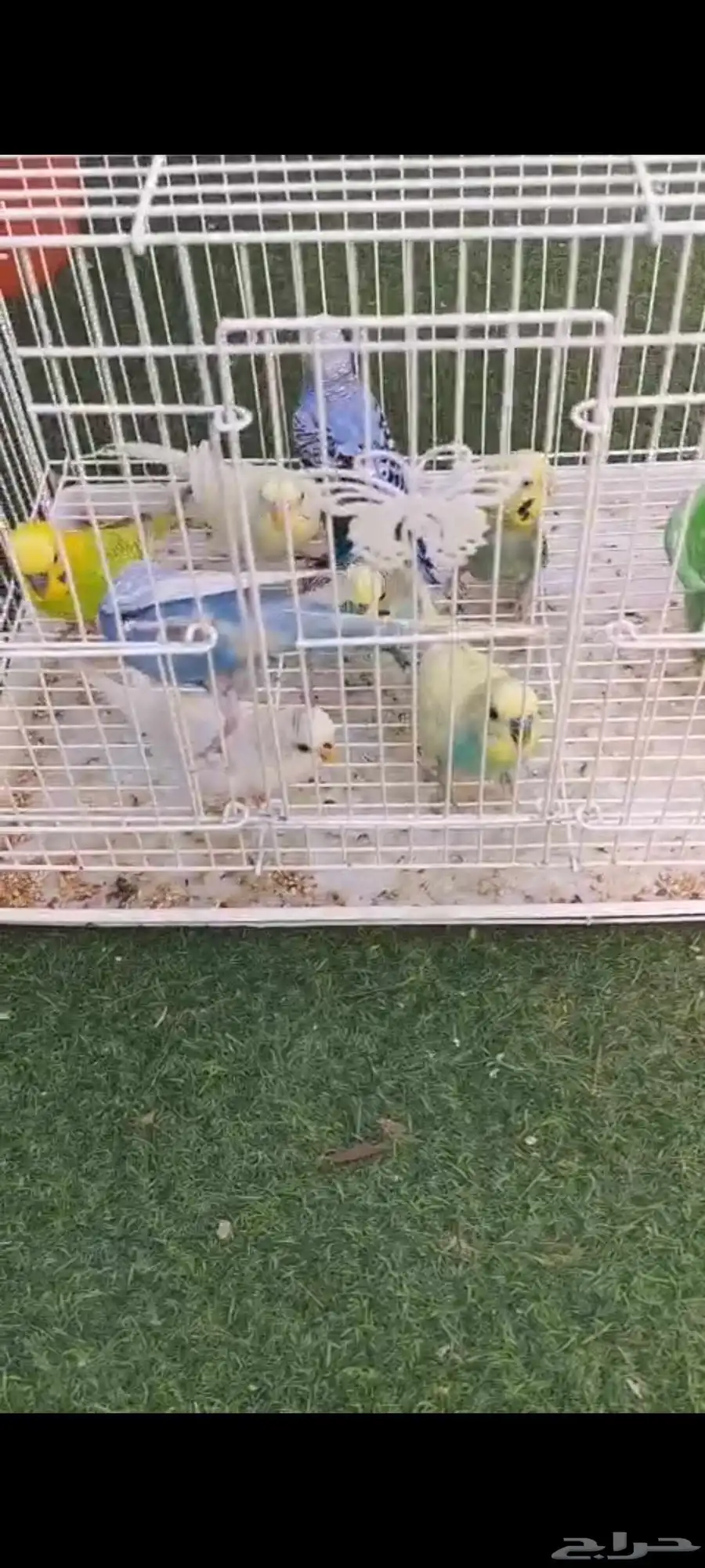 4 ازواج بادجي 3