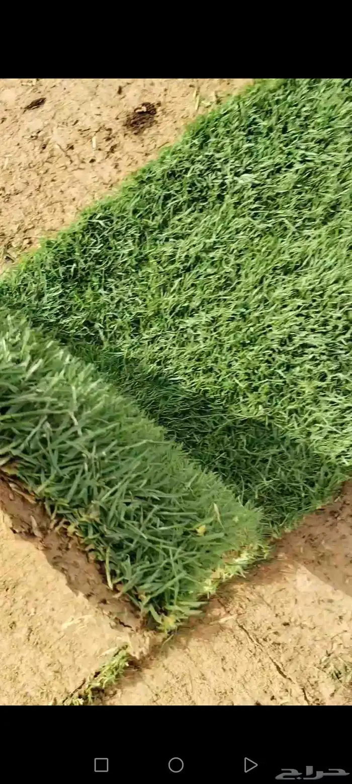 ثيل طبيعي درجه اولى من المزرعه مباشرة موقعنا الخرج 4