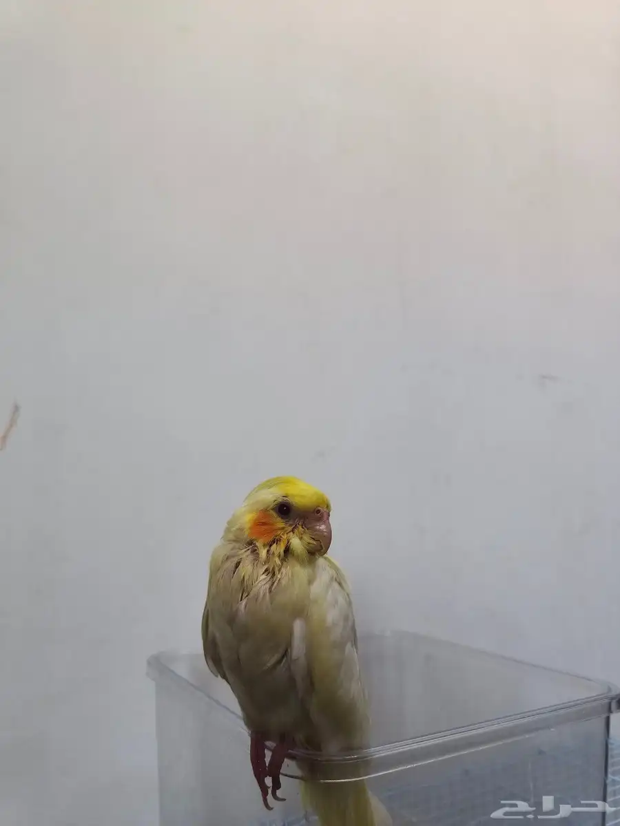 كروان لاتينو 2