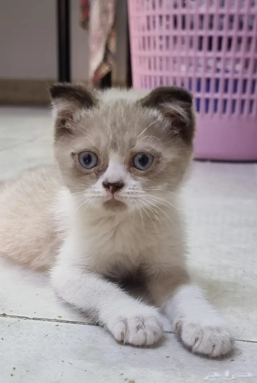 scottish fold hair cat 2
